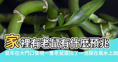 號碼風水 老鼠屎图片